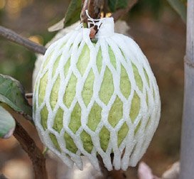 Goldcoin Foam Product